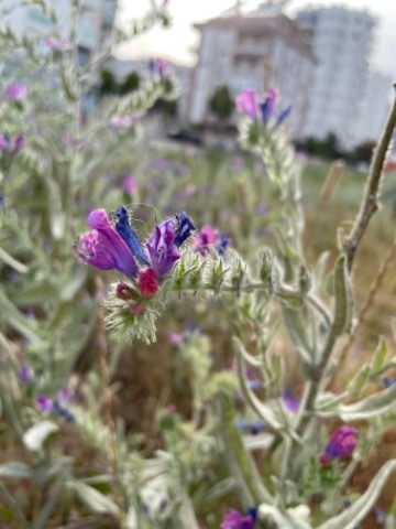 Echium plantagineum