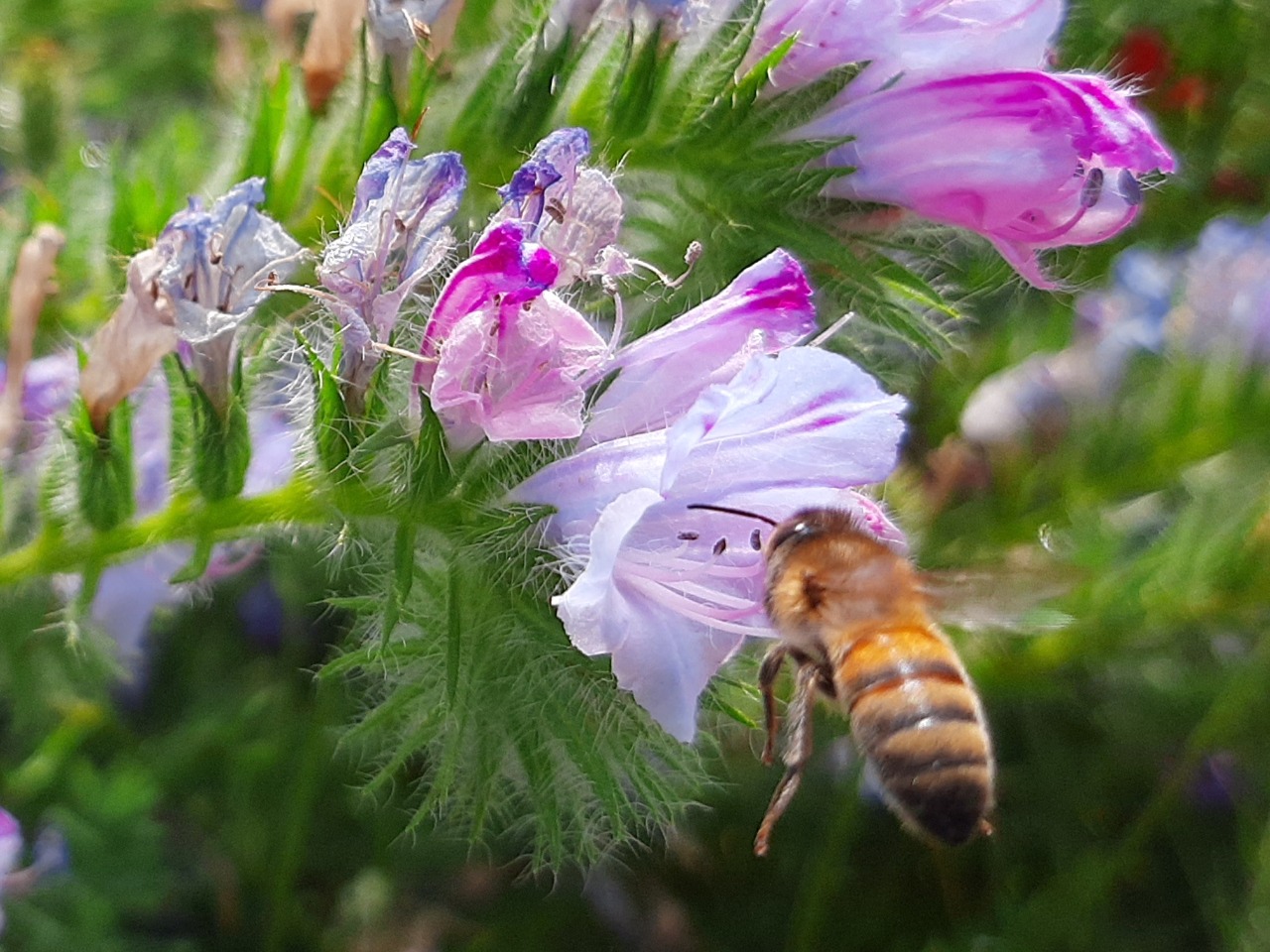 Echium plantagineum