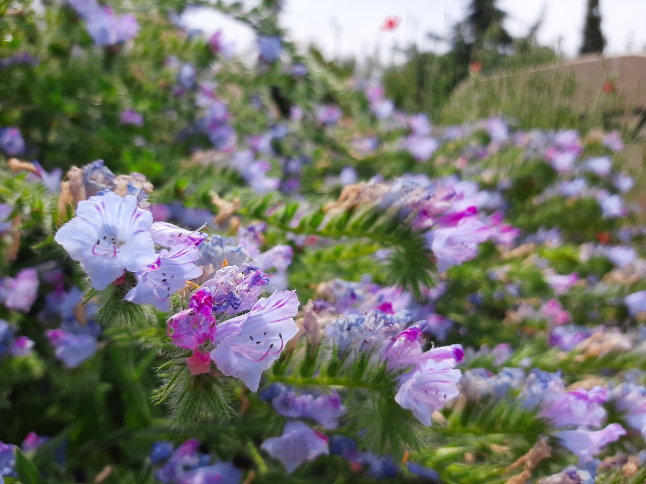 Echium plantagineum