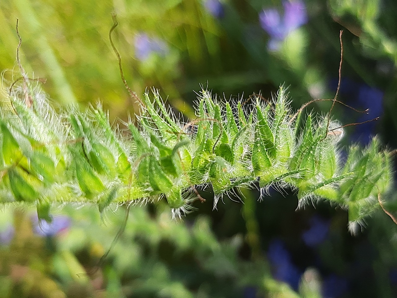 Echium plantagineum