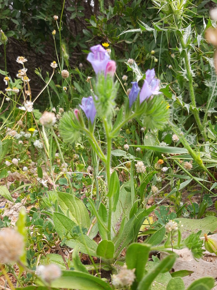 Echium plantagineum