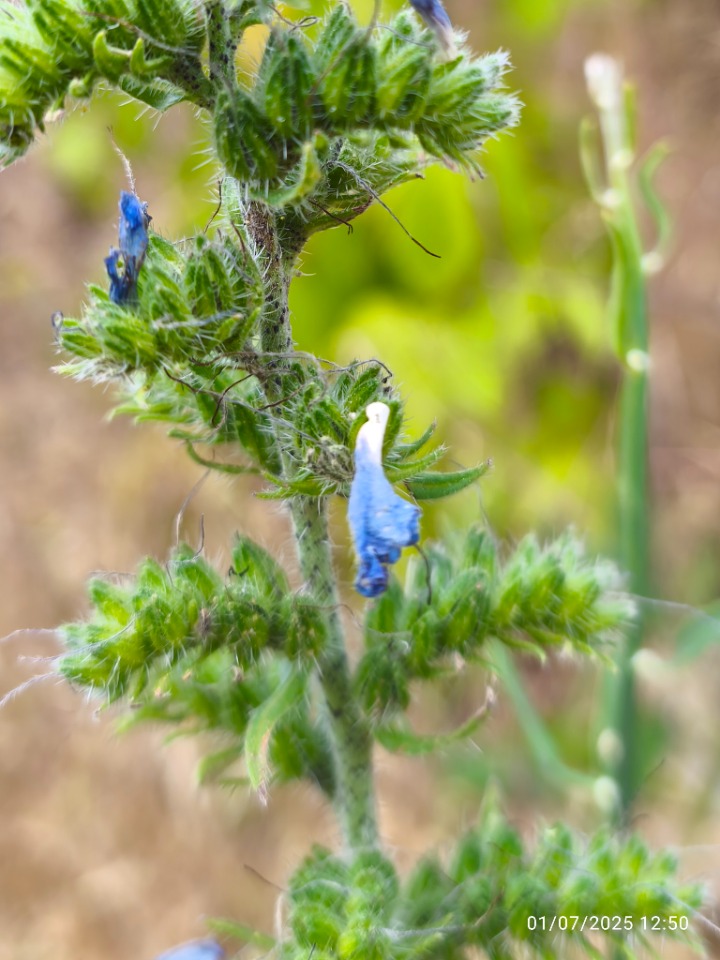 Echium plantagineum