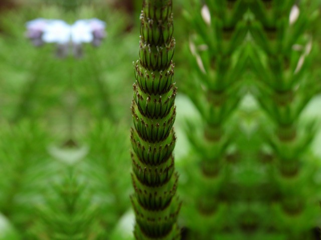 Equisetum telmateia