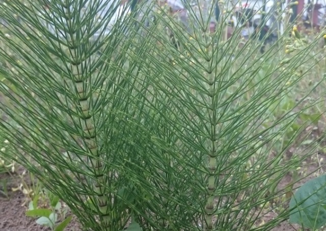 Equisetum telmateia