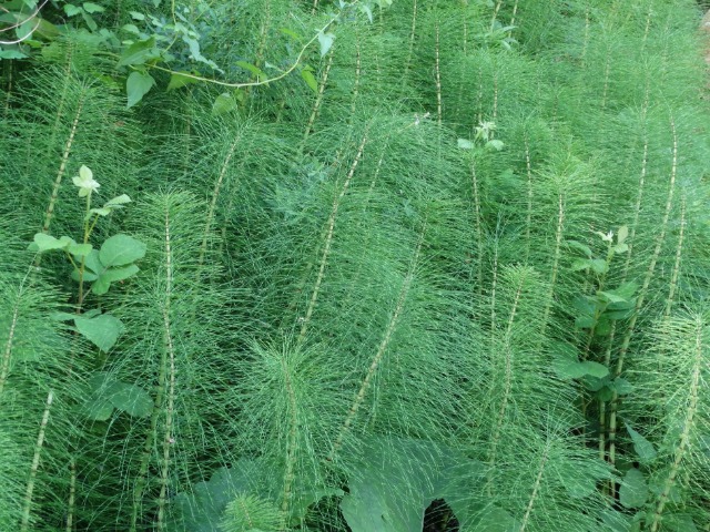 Equisetum telmateia