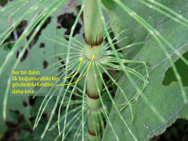 Equisetum telmateia