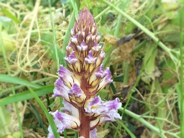 Orobanche crenata