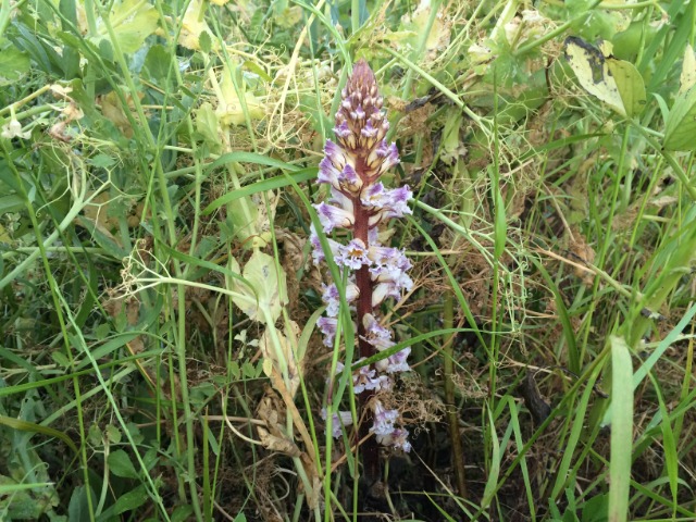 Orobanche crenata