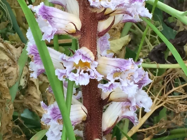 Orobanche crenata