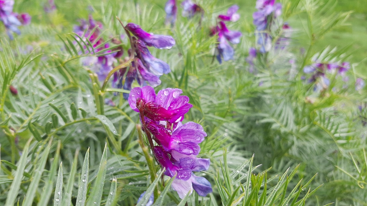 Vicia villosa