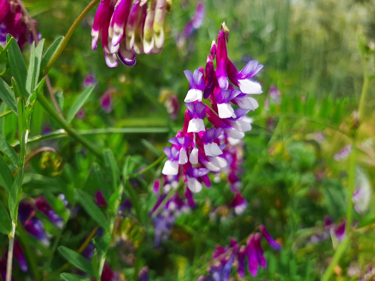 Vicia villosa