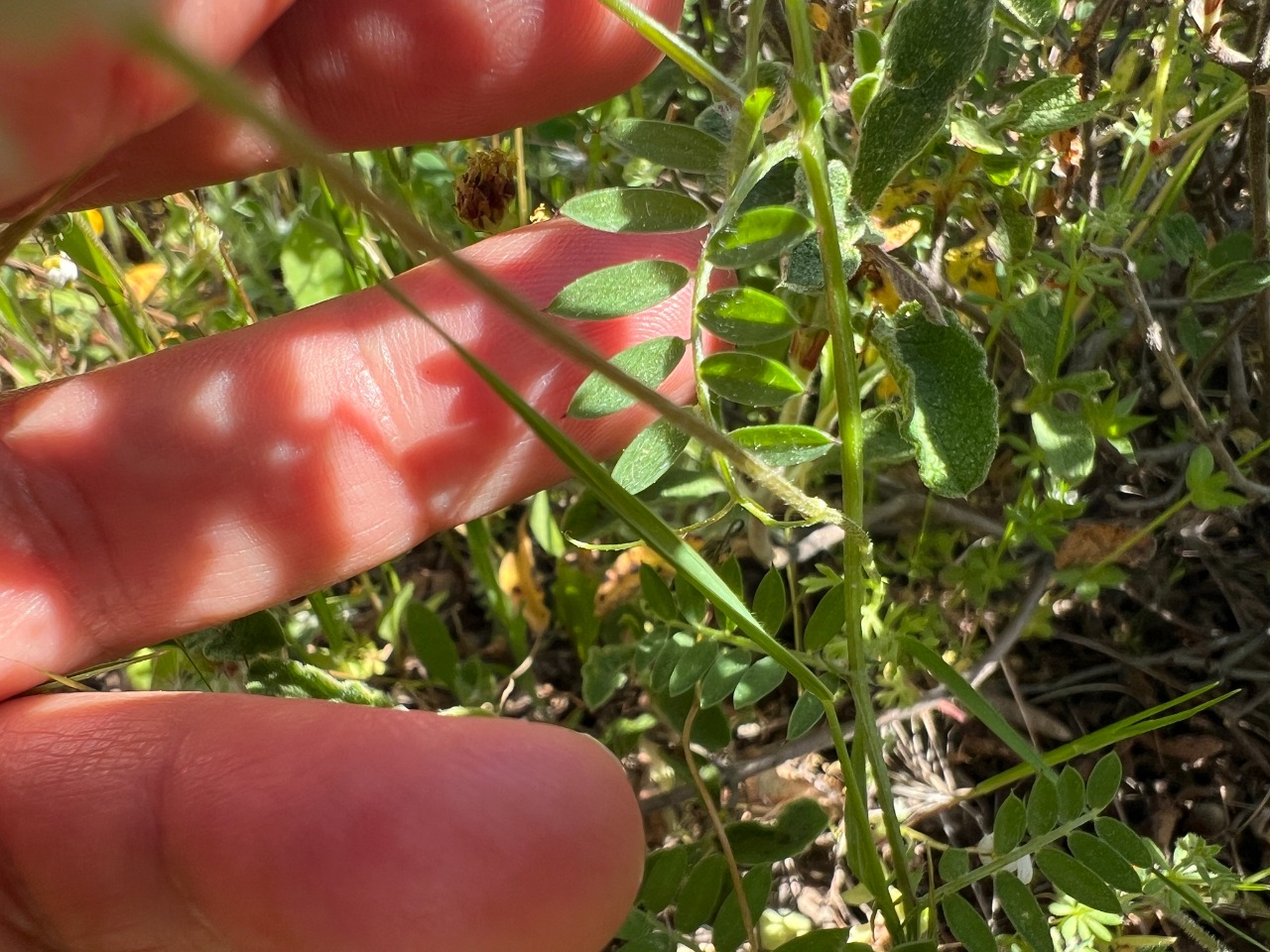 Vicia villosa