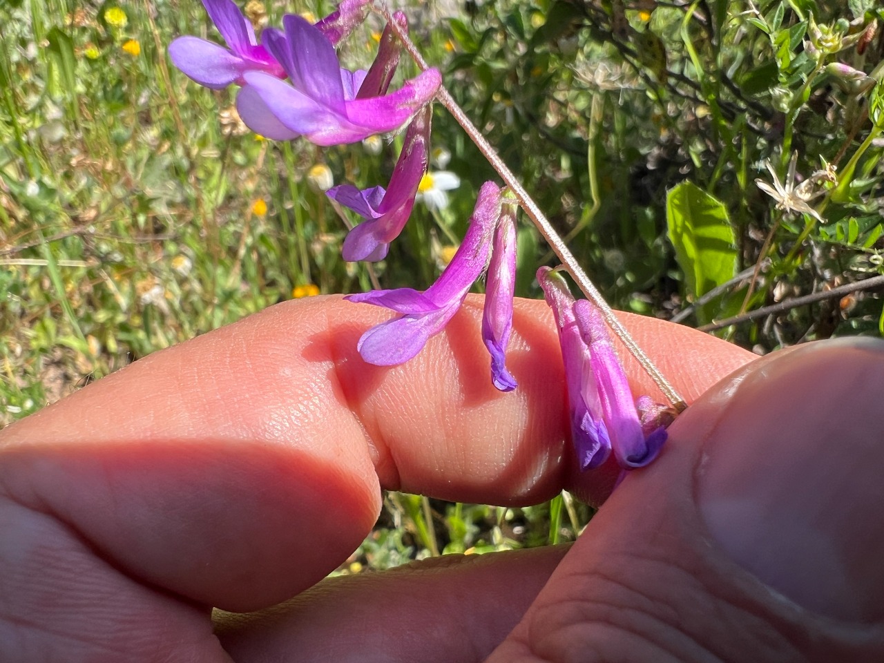 Vicia villosa