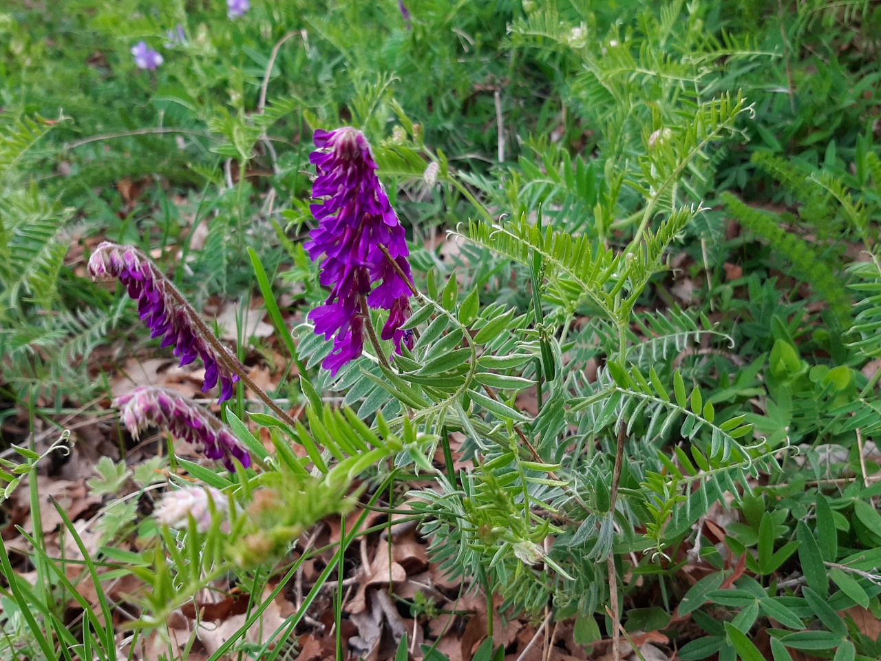 Vicia villosa