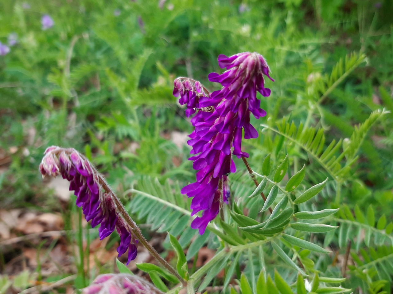 Vicia villosa