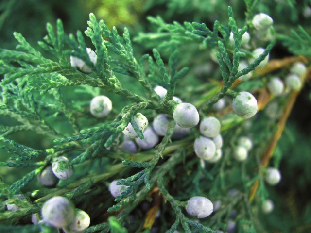 Juniperus chinensis