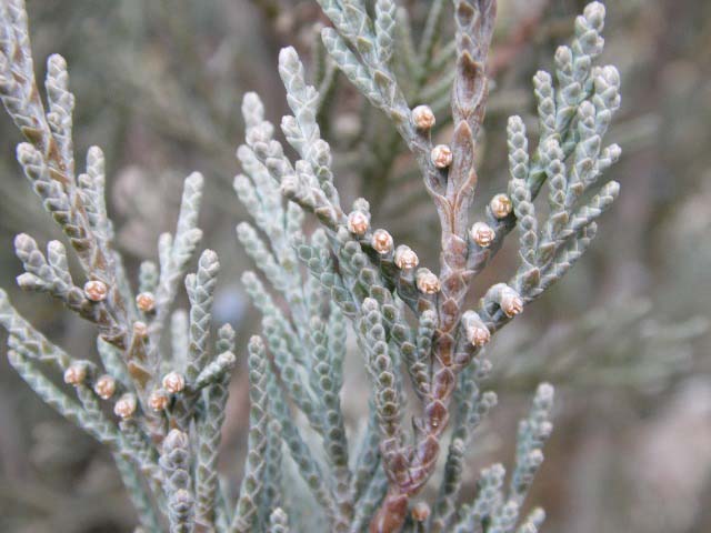 Juniperus chinensis