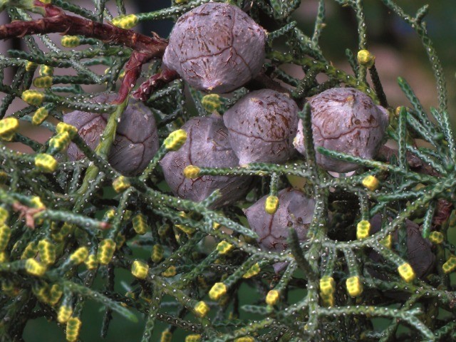 Cupressus arizonica