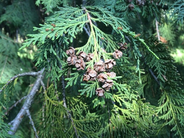 Chamaecyparis lawsoniana