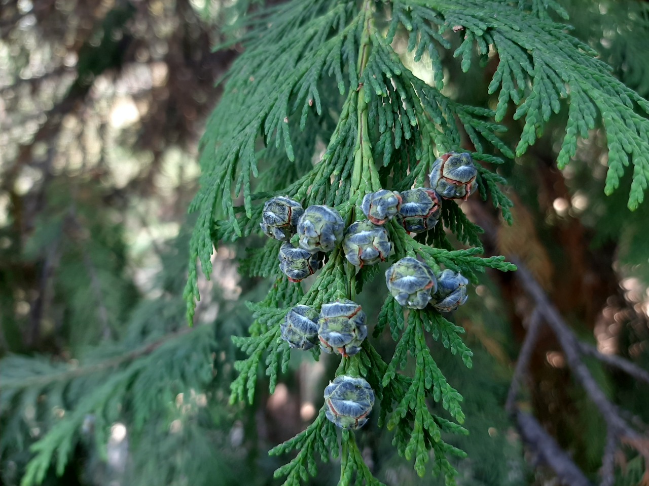 Chamaecyparis lawsoniana