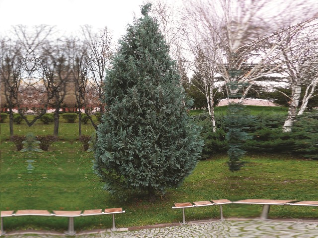 Chamaecyparis lawsoniana