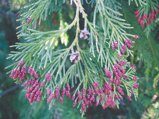 Chamaecyparis lawsoniana