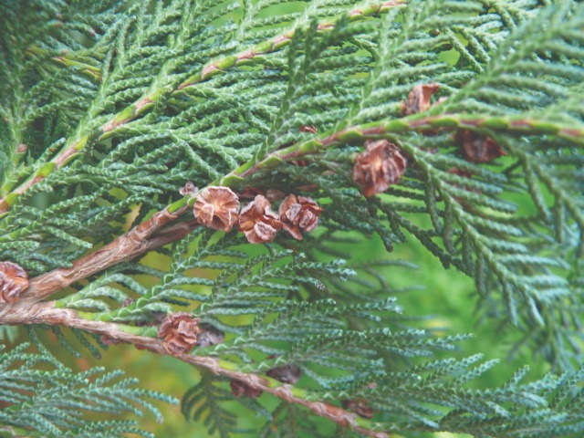 Chamaecyparis lawsoniana