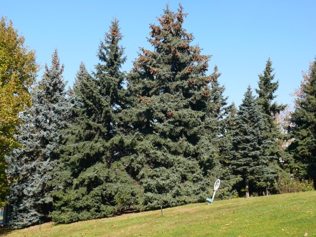 Picea pungens