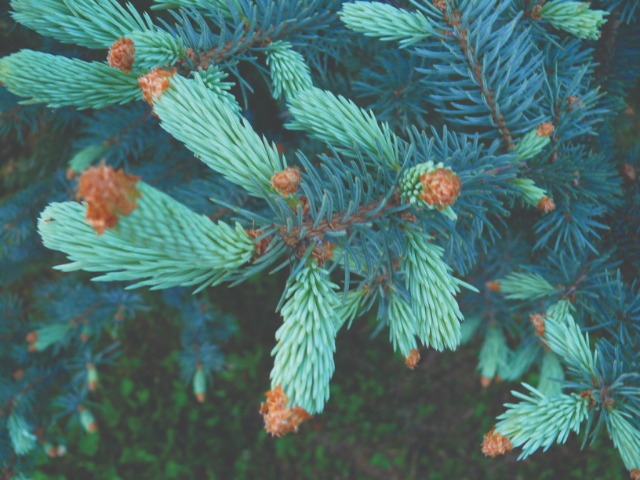 Picea pungens