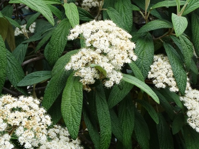 Viburnum rhytidophyllum