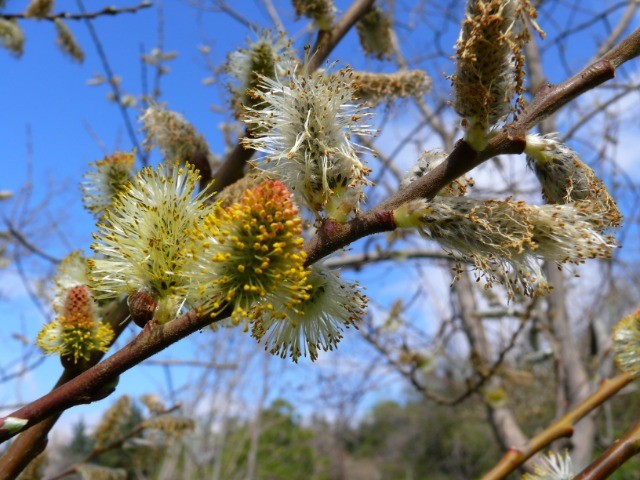 Salix caprea