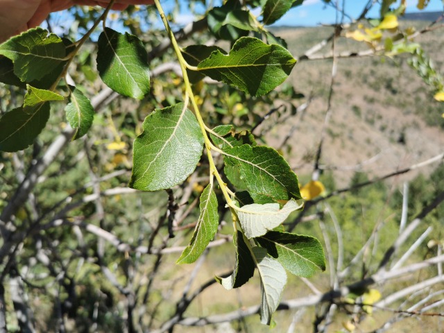 Salix caprea