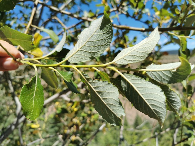 Salix caprea