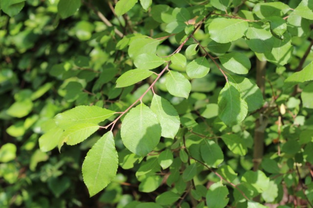 Salix caprea