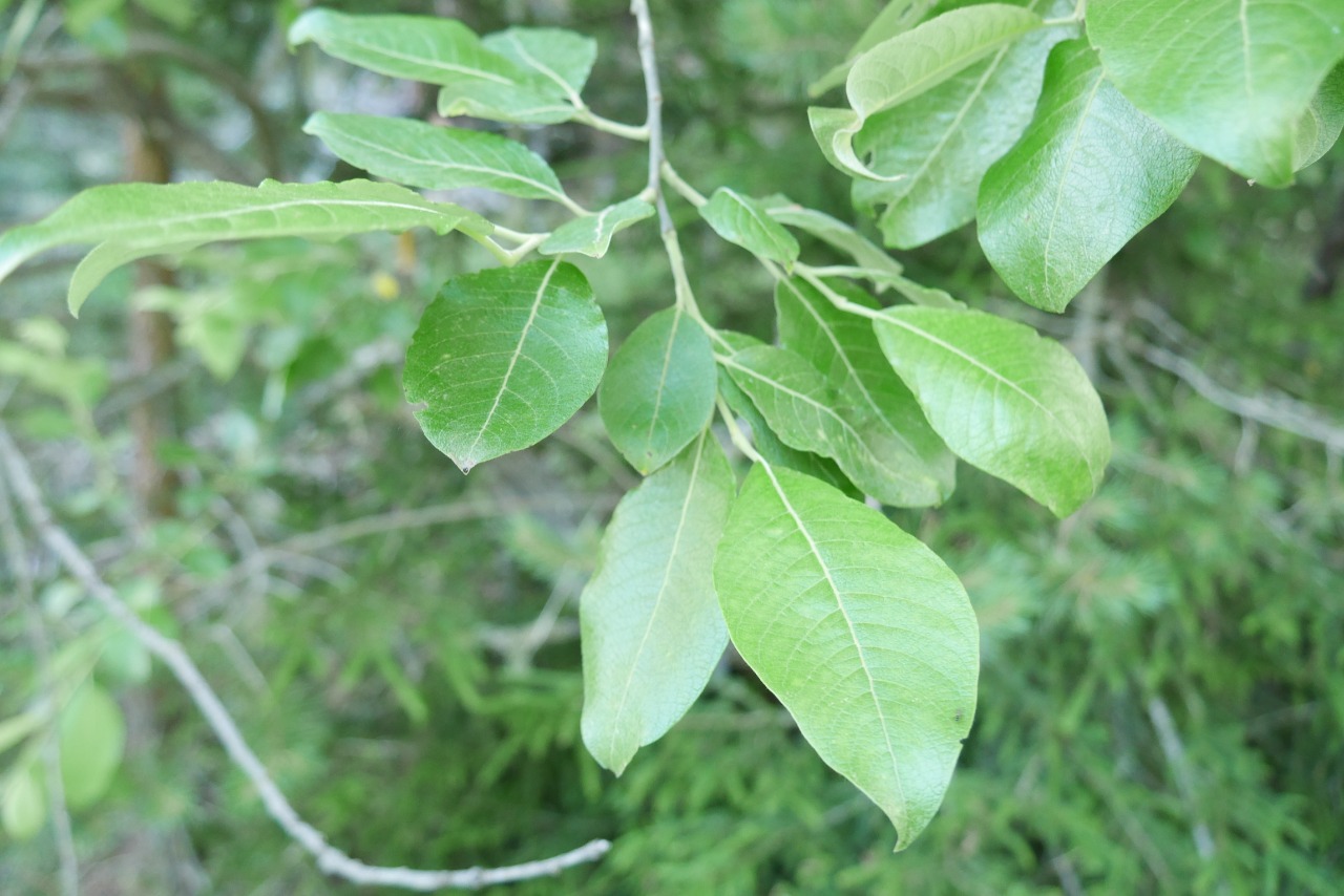 Salix caprea