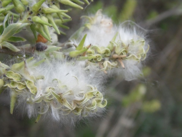 Salix caprea