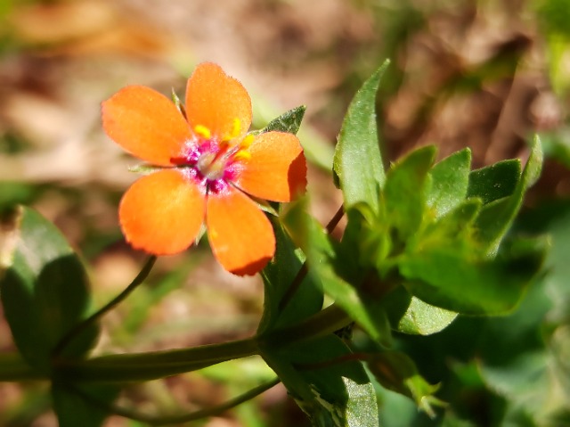 Anagallis arvensis