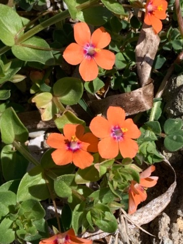 Anagallis arvensis