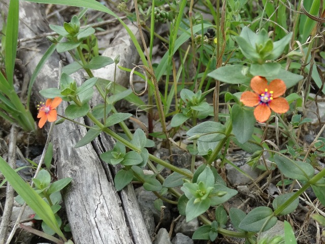 Anagallis arvensis