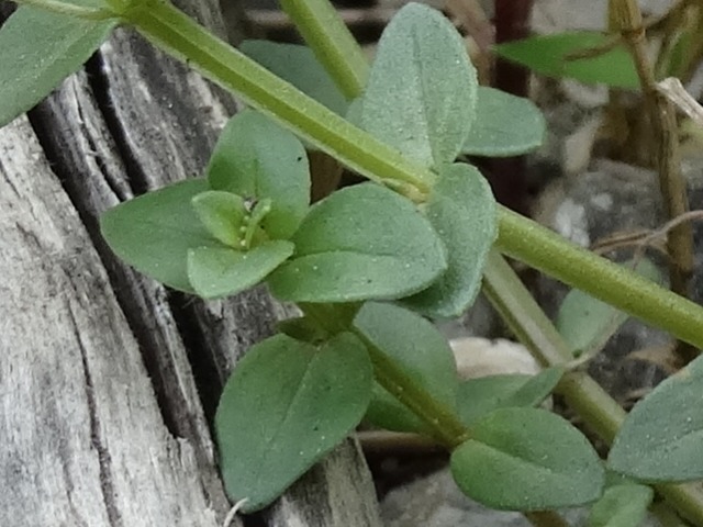 Anagallis arvensis