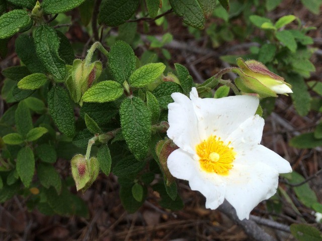 Cistus salviifolius