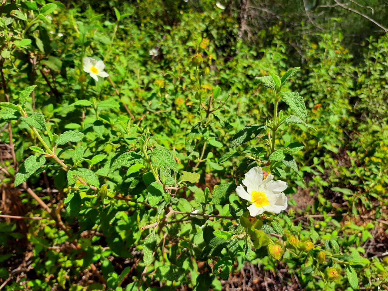 Cistus salviifolius