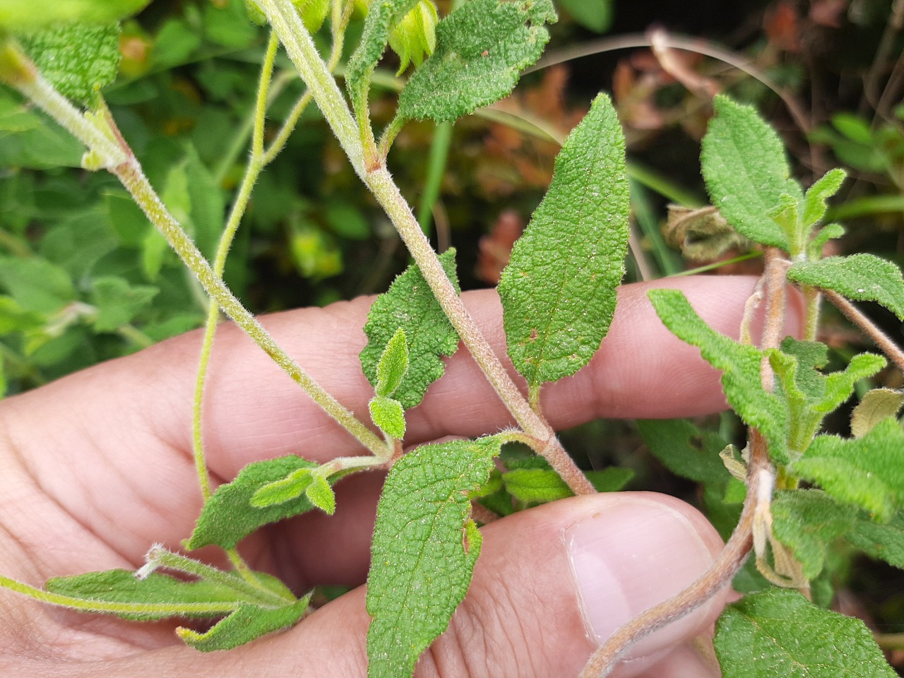 Cistus salviifolius