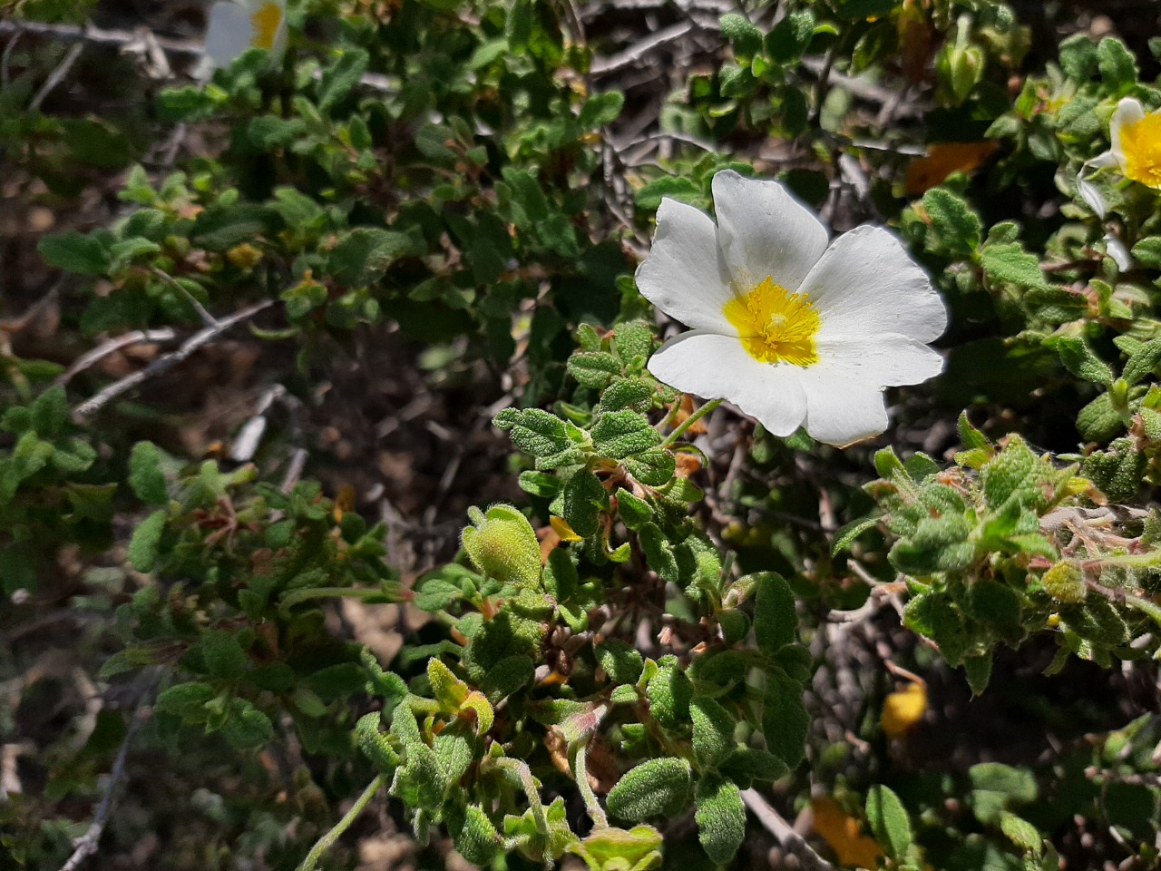 Cistus salviifolius