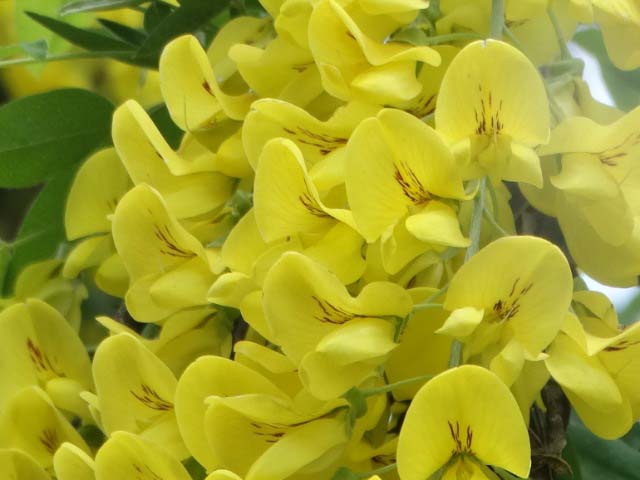 Laburnum anagyroidis