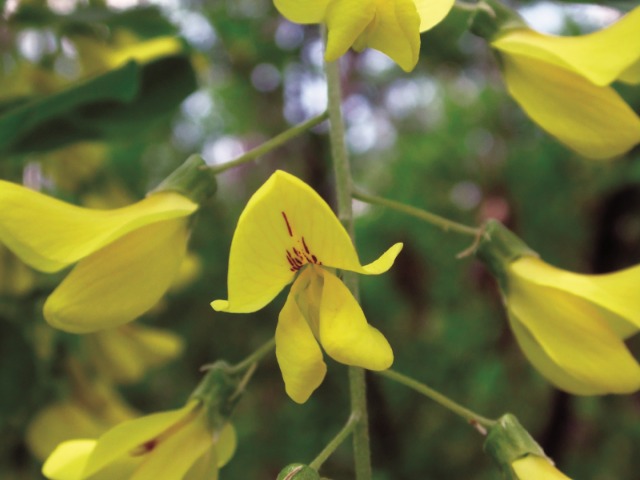 Laburnum anagyroidis