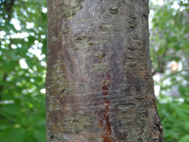 Laburnum anagyroidis