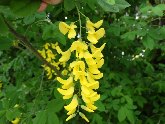 Laburnum anagyroidis