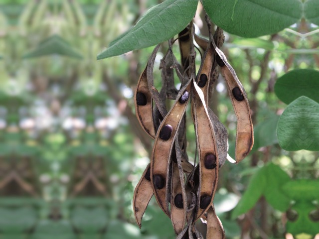 Laburnum anagyroidis