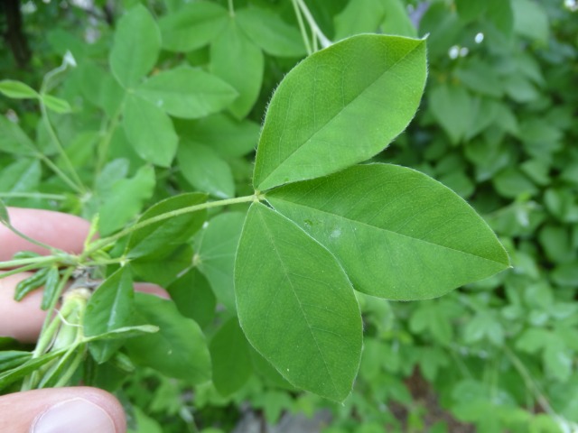 Laburnum anagyroidis